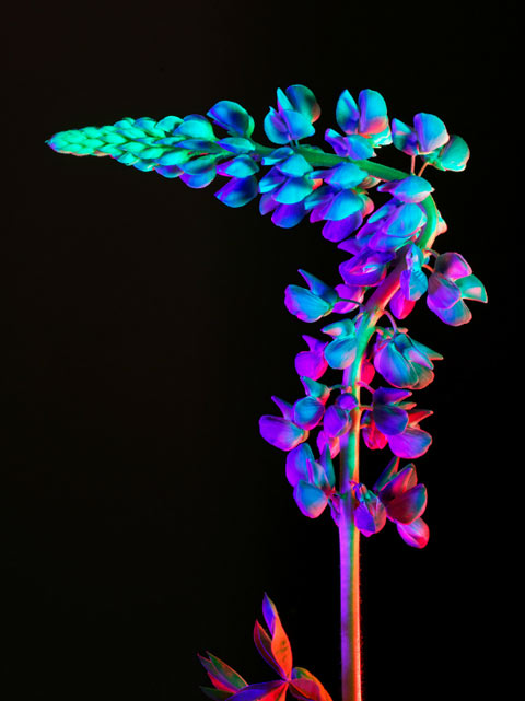 Torkil Gudnason flowers photography Torkil Gudnason flowers photography