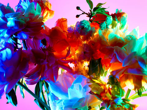 Torkil Gudnason flowers photography Torkil Gudnason flowers photography