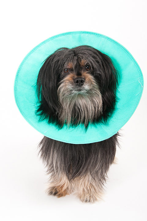 e-collar-dogs-toto-photo
