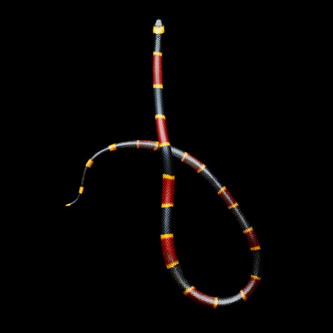 Coral-Snake-Mark Laita