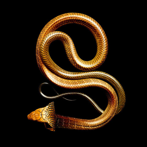 Hidden Unseen: Top 9 Deadly Snakes