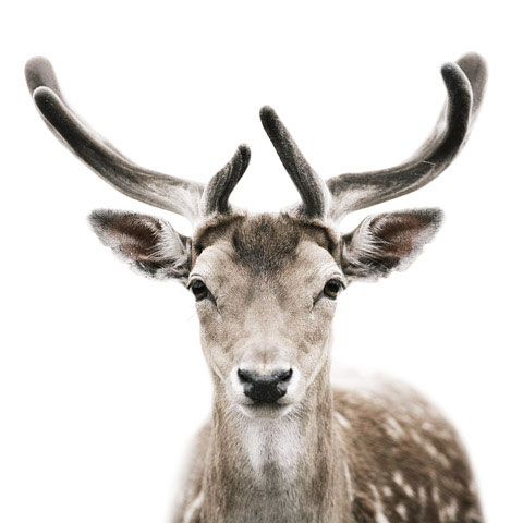 Deer Bear Morten-Koldby photography