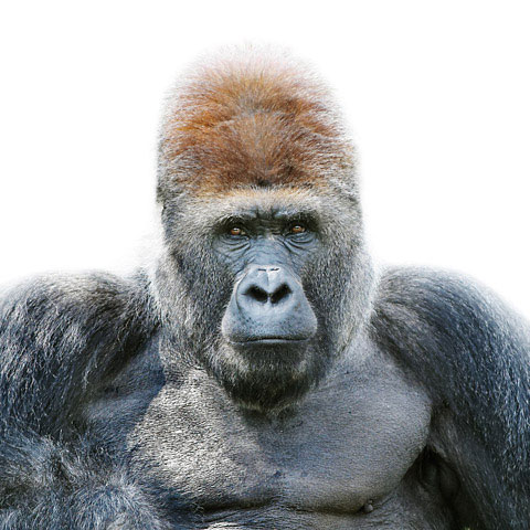 Silverback Morten-Koldby photography