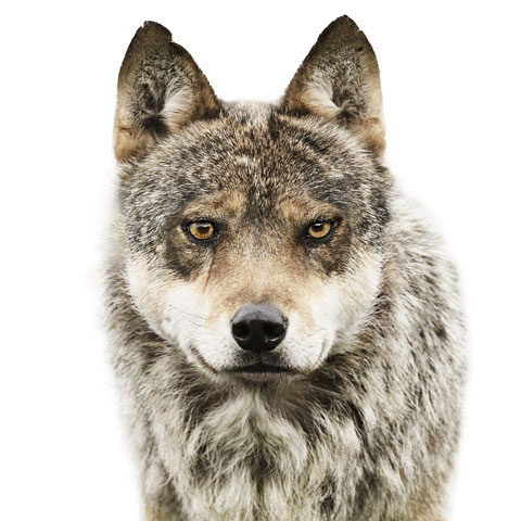 Wolf Morten-Koldby photography