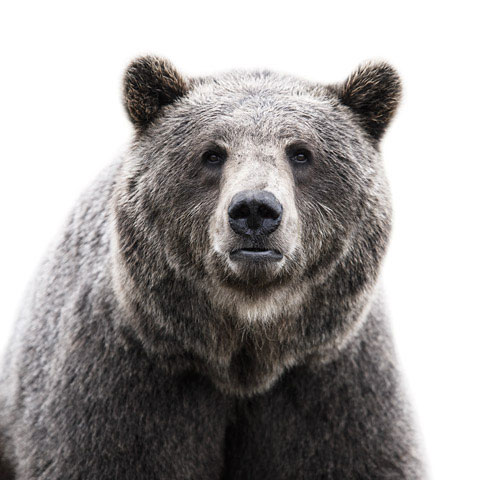 Bear Morten-Koldby photography