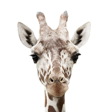 Giraffe Morten-Koldby photography