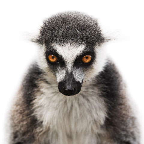 Lemur Morten-Koldby photography