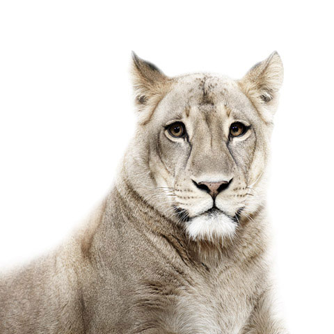 Lion Morten-Koldby photography