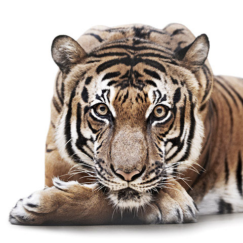 Tiger Morten-Koldby photography