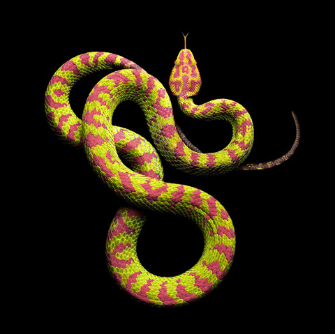 Philippine Pit Viper