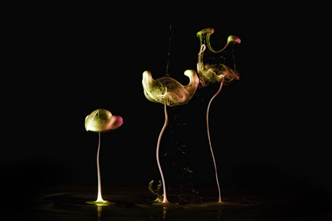 macro photography liquids Markus Reugels