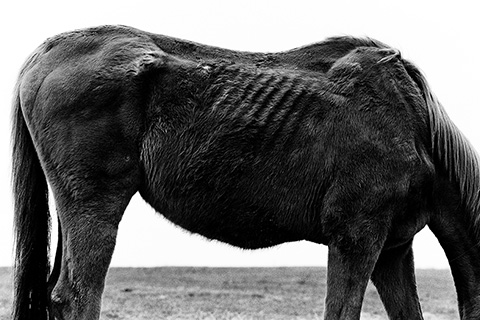 Abandoned horses Dublin