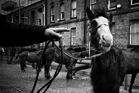 Dublin Abandoned Horses Gianpaolo La Paglia photography Dublin Abandoned Horses Gianpaolo La Paglia photography