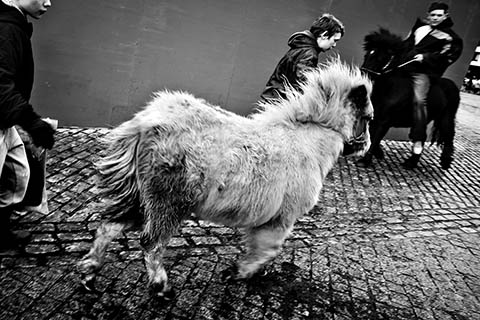 Dublin Abandoned Horses Gianpaolo La Paglia photography Dublin Abandoned Horses Gianpaolo La Paglia photography