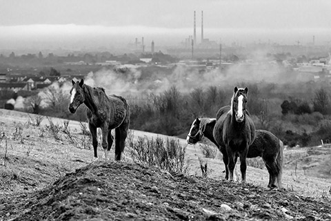Dublin Abandoned Horses Gianpaolo La Paglia photography Dublin Abandoned Horses Gianpaolo La Paglia photography