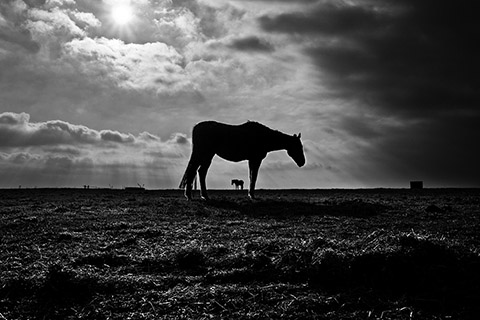 Dublin Abandoned Horses Gianpaolo La Paglia photography Dublin Abandoned Horses Gianpaolo La Paglia photography