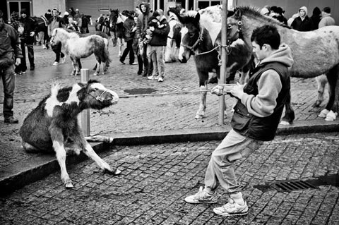 Dublin Abandoned Horses Gianpaolo La Paglia photography Dublin Abandoned Horses Gianpaolo La Paglia photography