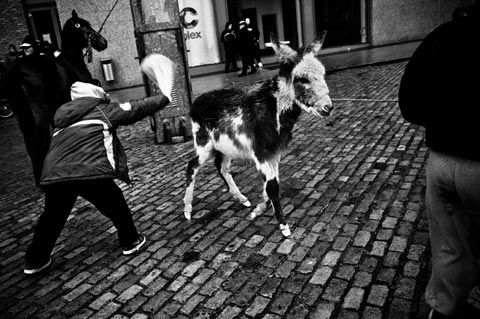 Dublin Abandoned Horses Gianpaolo La Paglia photography Dublin Abandoned Horses Gianpaolo La Paglia photography