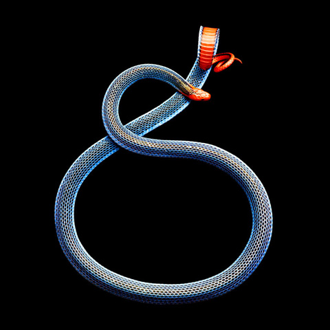 graphic-and-breathtaking-snakes-photographed-by-mark-laita