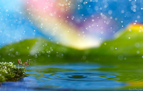 macro photography insects Nadav Bagim macro photography insects Nadav Bagim
