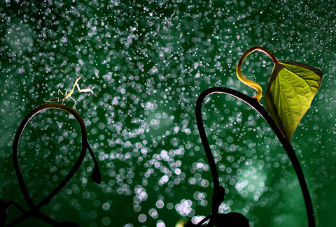 macro photography insects Nadav Bagim macro photography insects Nadav Bagim