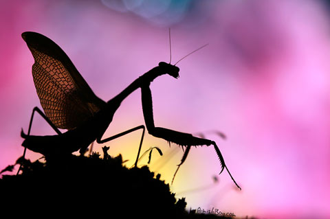 macro photography insects Nadav Bagim macro photography insects Nadav Bagim