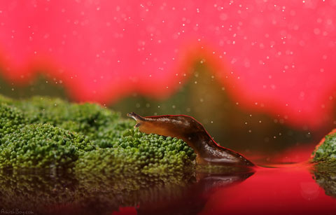 macro photography insects Nadav Bagim macro photography insects Nadav Bagim