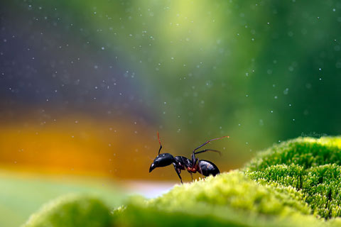 macro photography insects Nadav Bagim macro photography insects Nadav Bagim