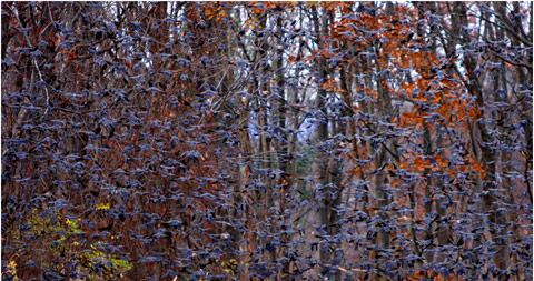Carolyn_Blackwood_Photography