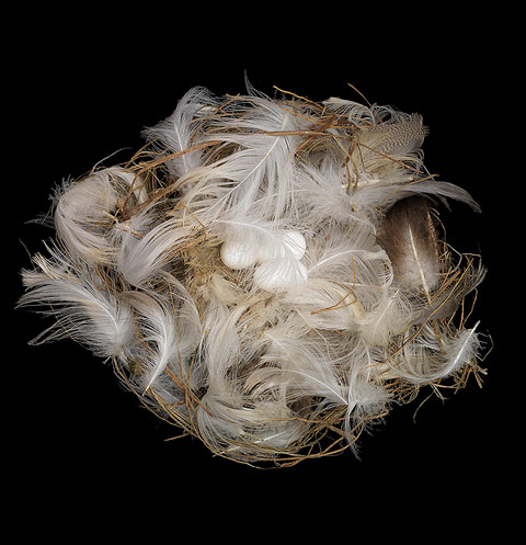 bird's nest's sharon beals