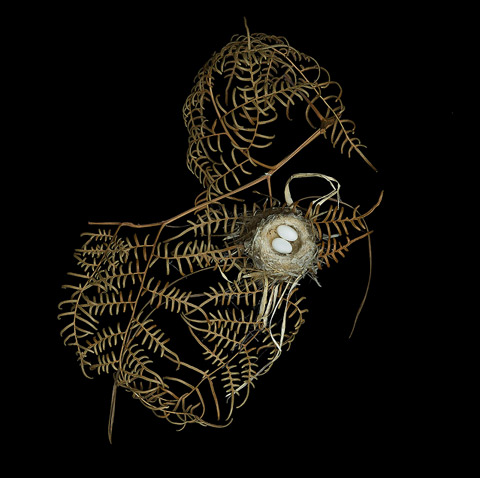 bird nest sharon beals photography
