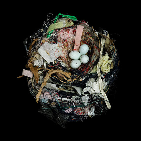 bird nest sharon beals photography