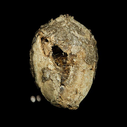 bird nest sharon beals photography