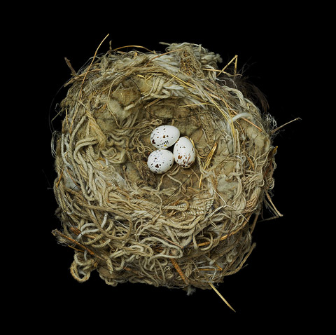 bird nest sharon beals photography