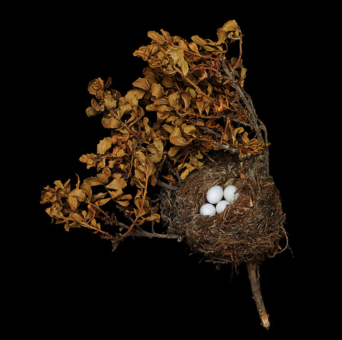 bird nest sharon beals photography