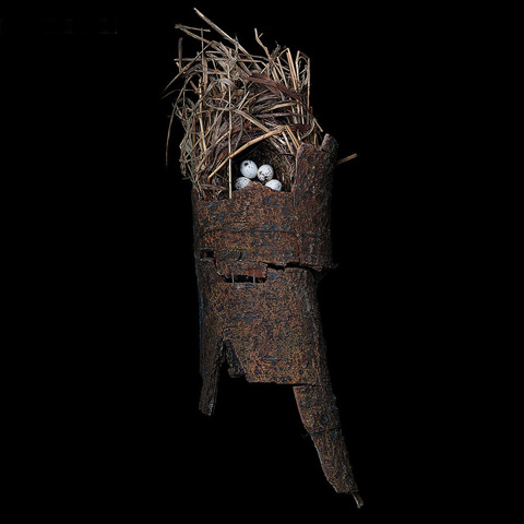 bird nest sharon beals photography