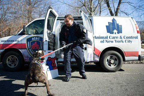 Animal Care and Control New York Brian-Kennedy photography 