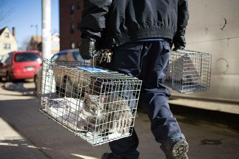 Animal Care and Control New York Brian-Kennedy photography 
