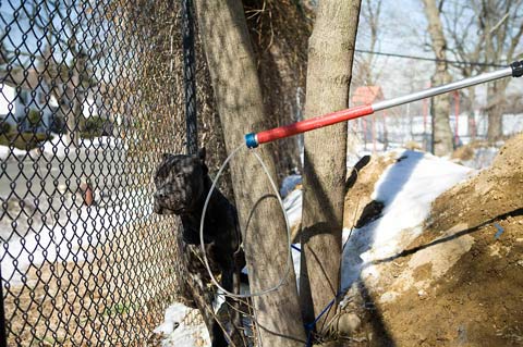 Animal Care and Control New York Brian-Kennedy photography 