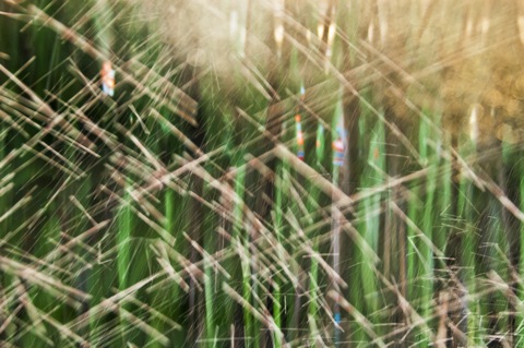 Lidija Hauck photography