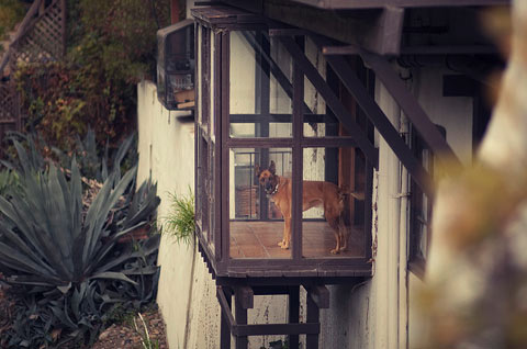 Rachel-Bellinsky pets in windows photos