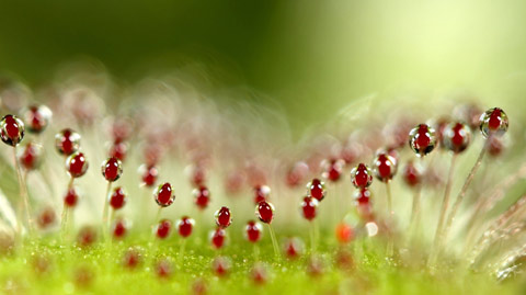 Sharon-Johnstone macro dew photography Sharon-Johnstone macro dew photography