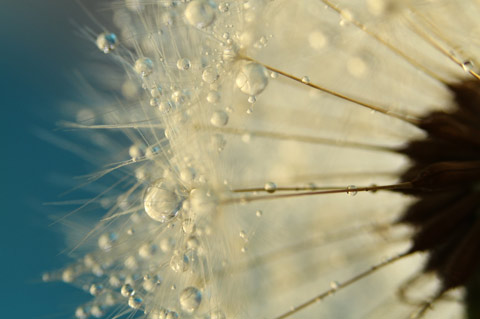 Sharon-Johnstone macro dew photography Sharon-Johnstone macro dew photography