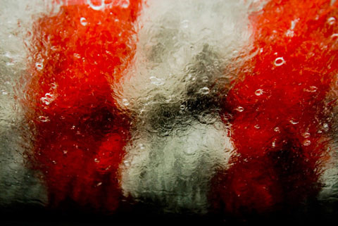 albert-bonsfills photography