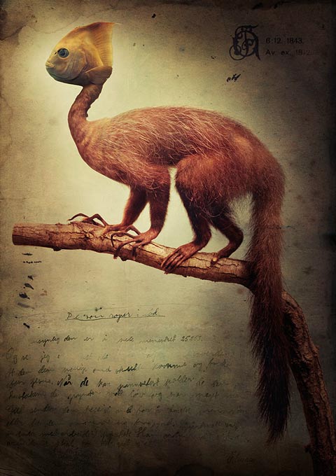 composed animals fredrik odman photography