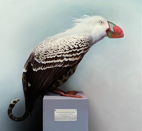 composed animals fredrik odman photography
