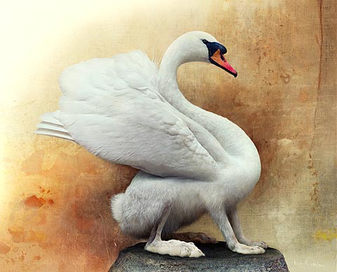 composed animals fredrik odman photography