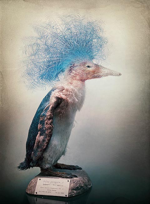 composed animals fredrik odman photography