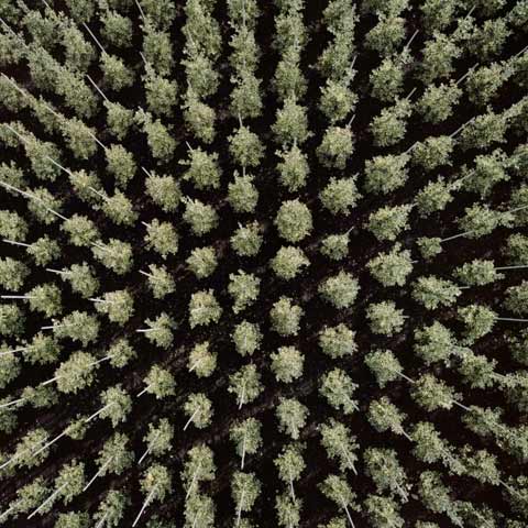 tree-farm Gerco de Ruijter photography tree-farm Gerco de Ruijter photography