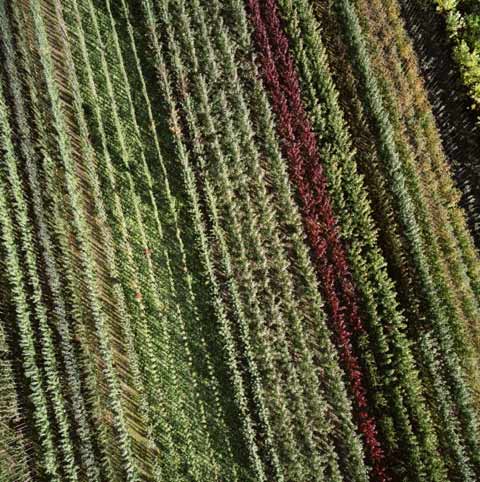 tree-farm Gerco de Ruijter photography tree-farm Gerco de Ruijter photography